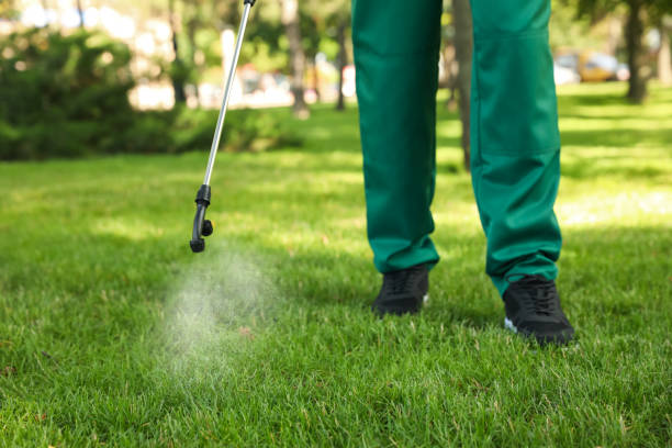 Flea Control Services in Black Mountain, NC