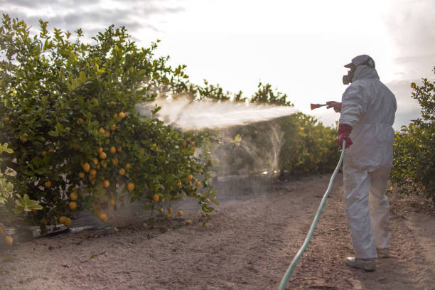 Insect Control in Black Mountain, NC
