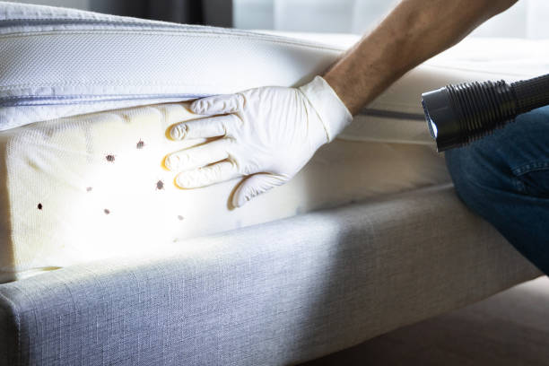 Best Termite Control Services  in Black Mountain, NC