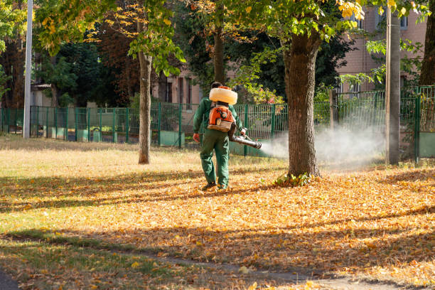 Best Bed Bug Extermination  in Black Mountain, NC