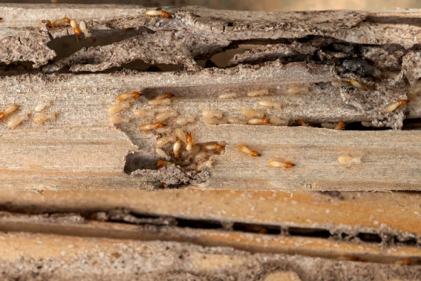 Best Best Pest Control Companies  in Black Mountain, NC