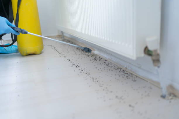 Best Emergency Pest Control  in Black Mountain, NC