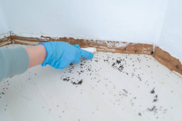 Best Pest Control Treatment  in Black Mountain, NC