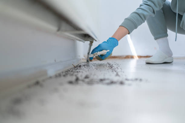 Best Emergency Pest Control  in Black Mountain, NC