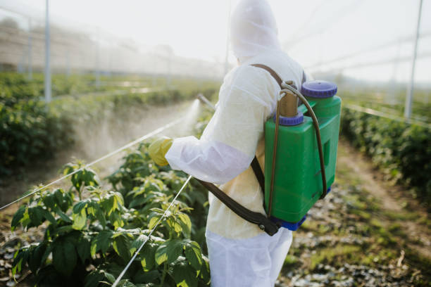 Best Bed Bug Extermination  in Black Mountain, NC
